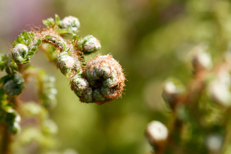 美丽的 蕨类植物 花的 植物 植物区系 季节 开花 分支