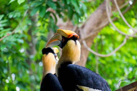 动物园 丛林 森林 自然 野生动物 美丽的 动物 巨嘴鸟