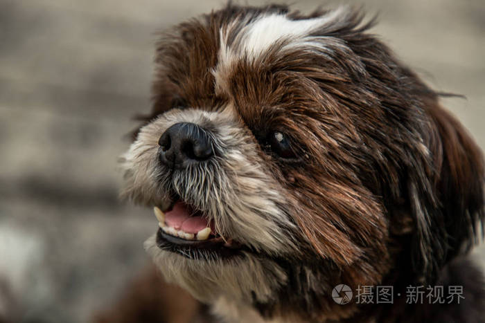 可爱的雄性狮子狗的特写镜头