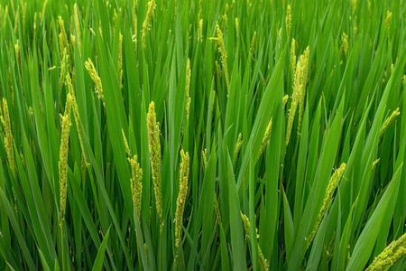 绿色的稻田。中国开花植物