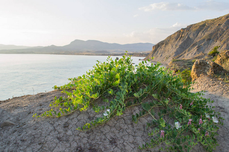 海岸线 悬崖 地中海 海滩 植物 旅游业 岩石 美丽的 天空