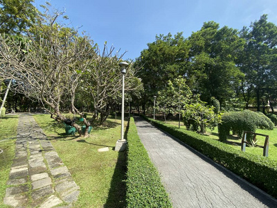 领域 春天 夏天 风景 森林 旅行 街道 天空 美丽的 植物