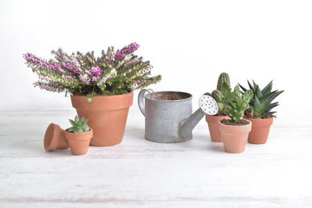 flowerpot and cactus with old watering can on a white table 