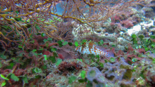 美丽美丽的海底世界，有珊瑚和热带
