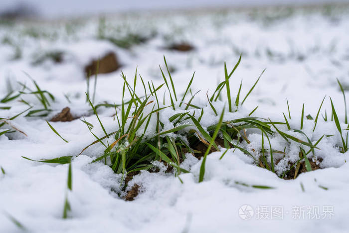 冬天麦田被雪覆盖冬小麦绿草雪下的草坪在寒冷中收获为面包种植谷物