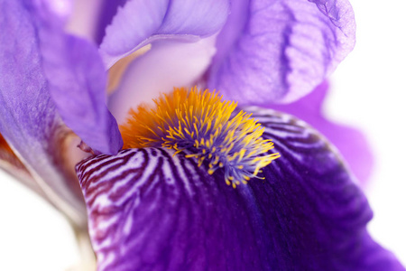 开花 虹膜 特写镜头 植物 繁荣的 紫色 紫罗兰 繁荣