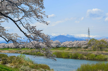 石楼溪河畔公园樱花盛开