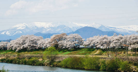 石楼溪河畔公园樱花盛开