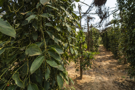 亚洲种植的黑胡椒植物。树上成熟的青椒。热带国家的农业。晒干前在树上撒胡椒粉。