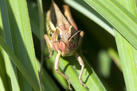 植物 动物 特写镜头 草地 昆虫 生态学 板球 蚱蜢 天线