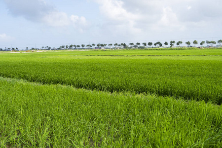 白昼中绿色的稻田。稻谷收成。水季稻田的美丽梯田和灌溉。农业。