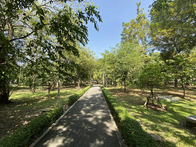 植物 森林 公园 领域 花园 风景 沥青 街道 旅行 环境