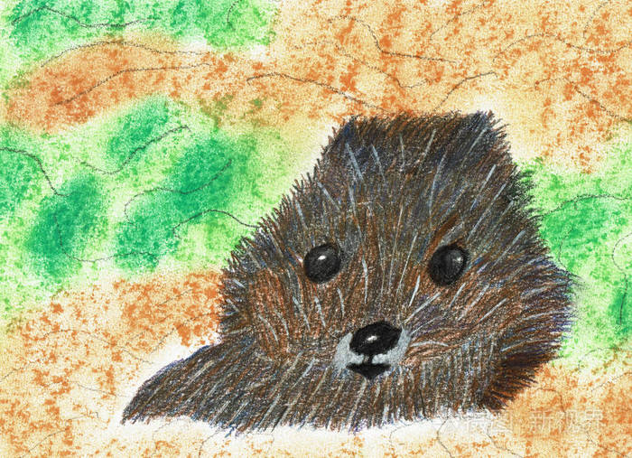 海狸肖像手绘铅笔画