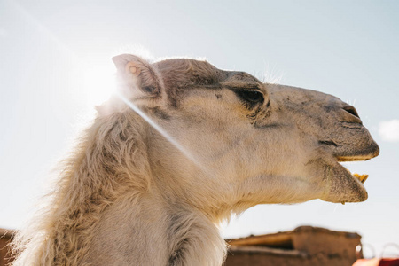 太阳光背景的骆驼头图片