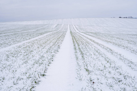 冬天麦田被雪覆盖.冬小麦.绿草,雪下的草坪.在寒冷中收获.