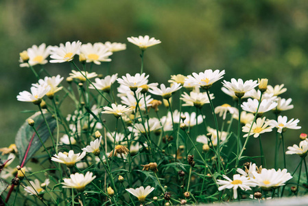 Small daisy flowers for decorations 