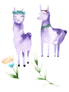 喇嘛 自然 紫色 节日 性格 羊毛 邀请 旅行 植物学 插图