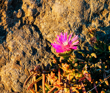 Wild pink flower blooming in sunny day 