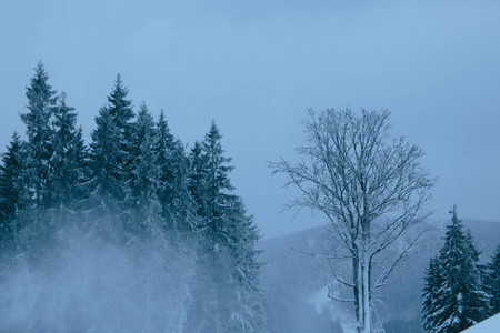 早晨 冬天 颜色 旅行 自然 美女 公园 降雪 场景 季节