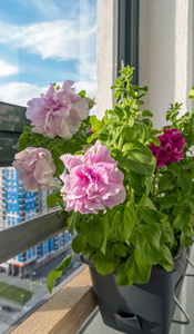 植物 矮牵牛 开花 生活 混血儿 花的 花瓣 阳台 园艺