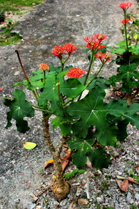 Gout Plant or Guatemalan Rhubarb Jatropha podagrica 