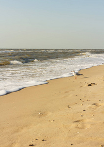 温暖的大海，海鸥，海浪的沙滩