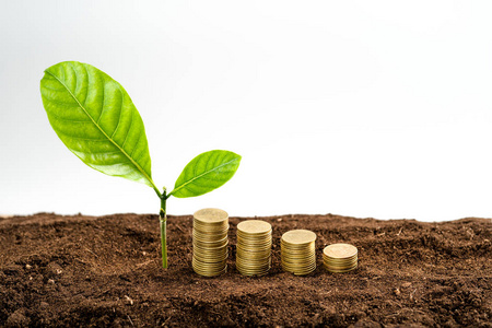 Money growing conceptCoins stacked On the ground 