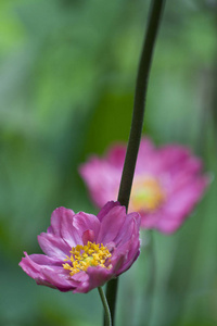 花的 花园 开花 季节 特写镜头 春天 植物 花瓣 自然