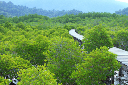 泰国红树林林间小路图片