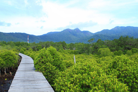 泰国红树林林间小路图片