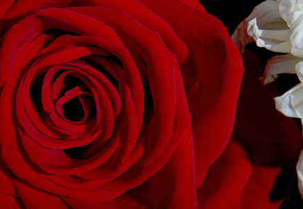 情人节送红玫瑰图片