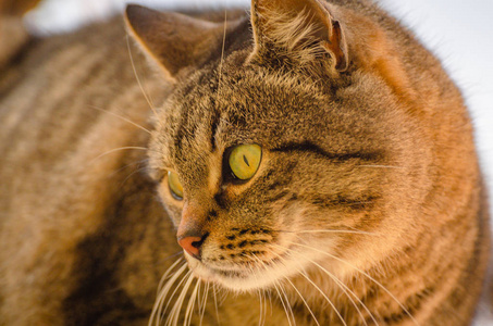 动物 哺乳动物 期望 猫科动物 阴影 面对 可爱的 眼睛