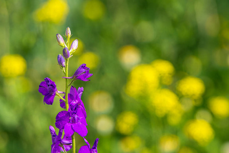 violet flowers 