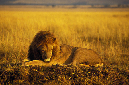 非洲狮黑豹狮子座