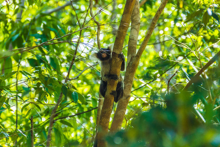 森林 美丽的 荒野 动物 丛林 松鼠 雨林 亚洲 自然 毛皮