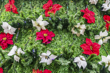 圣诞节 冬天 假日 松木 分支 庆祝 云杉 颜色 传统 新的