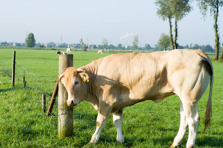 草地上的母牛在抓杆子图片