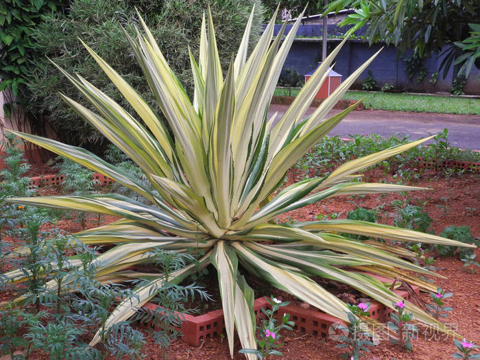印度喀拉拉邦科奇的一种热带植物,叶绿白色