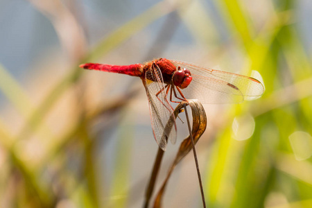 公园草地上漂亮的红蜻蜓