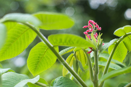 植物 坚果 季节 生长 春天 花序 核桃 植物区系 花的