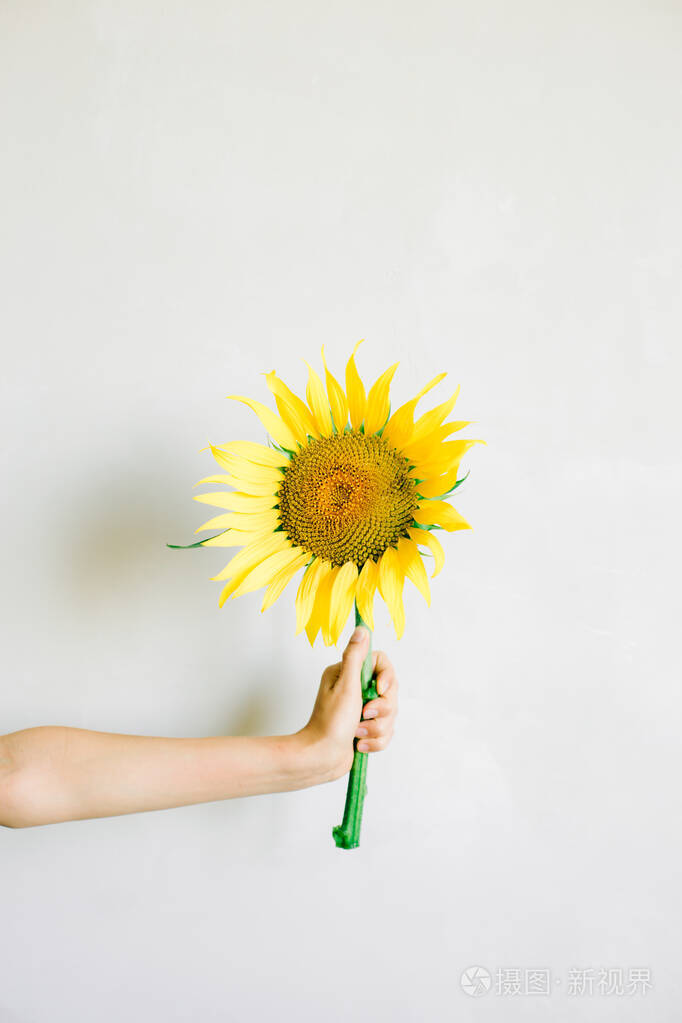 手拿着白色背景上的黄色向日葵花