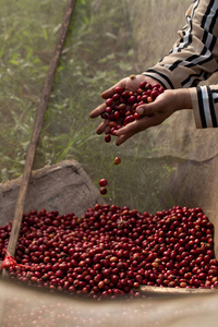 咖啡农采摘成熟的罗布斯塔咖啡浆果收获