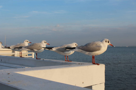 海岸 旅游业 波兰 海鸥 索波特 天空 自然 海滩 波罗的海