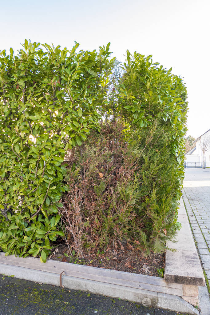 樱桃月桂树篱非常印花和干燥隔离