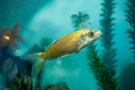 五彩缤纷的鱼在水族馆里游泳