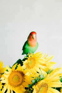 一束鲜黄色的向日葵花，白色背景的复古花瓶里有一只爱鸟鹦鹉