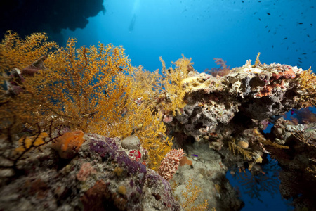 深的 颜色 动物 海藻 珊瑚 殖民地 旅行 自然 夏天 美女