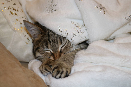 肖像 眼睛 毛皮 睡觉 斑猫 基蒂 可爱极了 可爱的 猫科动物