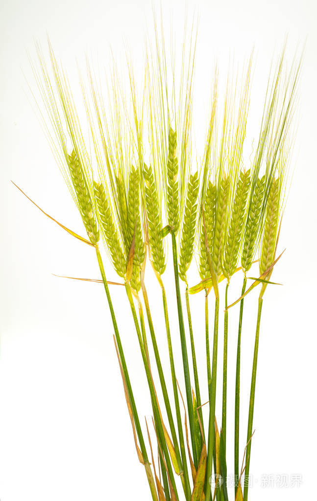 青稞穗新鲜孤立的白色背景