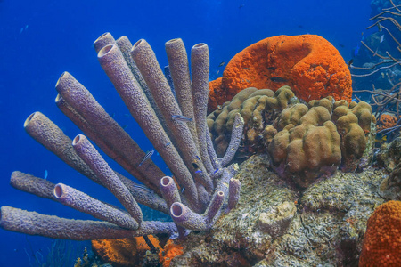 加勒比海珊瑚园
